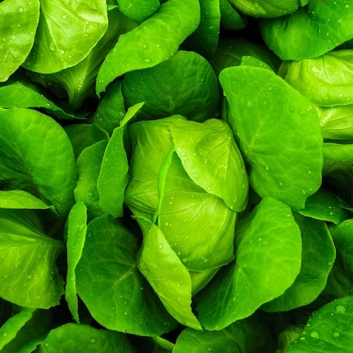salad